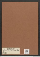 Sceptroneis intermedia Cleve (de-Toni-Nr.: Genus 63, Species 2566) Zeichnungen Sammlung Grunow Mappe 02743 (Herbarium_W_Grunow_drawings_Folder_02743)